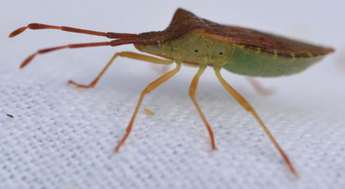 Gonocerus acuteangulatus